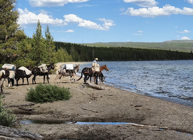 Yellowstone Horse & Mule: Bechler Trail Yellowstone